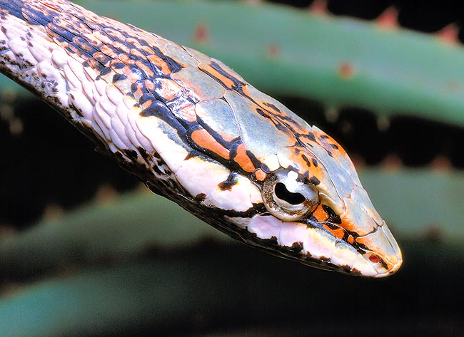 La pupilla dei serpenti può essere tonda, a fessura, o a serratura come in questa Thelotornis kirtlandii © G. Mazza