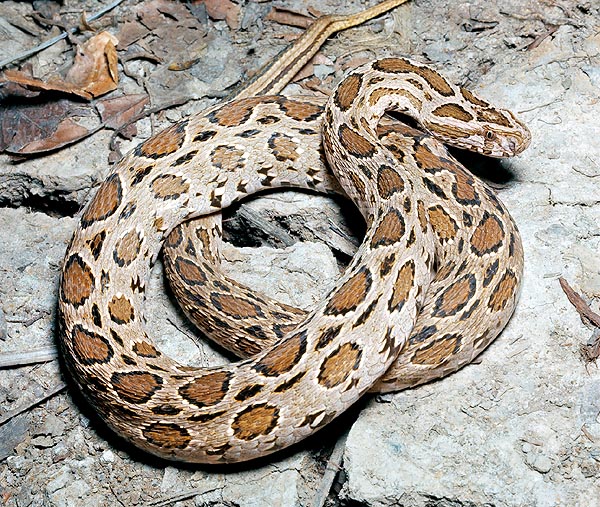The terrible Vipera russelli, kills many in India e in south eastern Asia up to Indonesia © Giuseppe Mazza