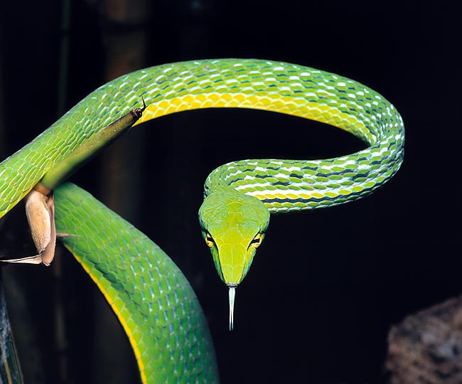 La vista dei serpenti è modesta, ma qualche specie, come l'Ahaetulla prasina, ha una visione binoculare © Mazza