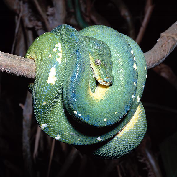 But this adult Chondropython viridis has adapted the livery to its new lifestyle © Giuseppe Mazza