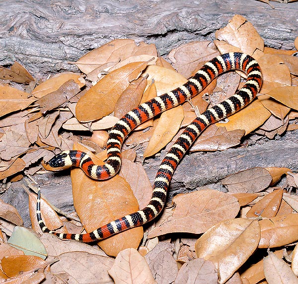 Many collectors would forge papers for having this false coral snake (Lampropeltis zonata) © Mazza