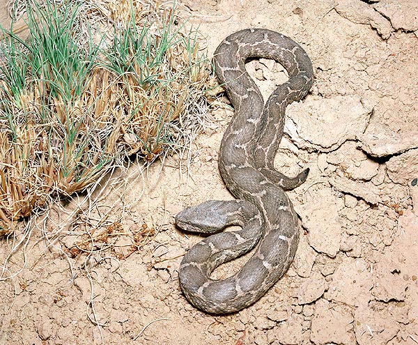 Equally dangerous, Vipera lebetina is spread from Cyclades to western Pakistan and Uzbekistan © Mazza