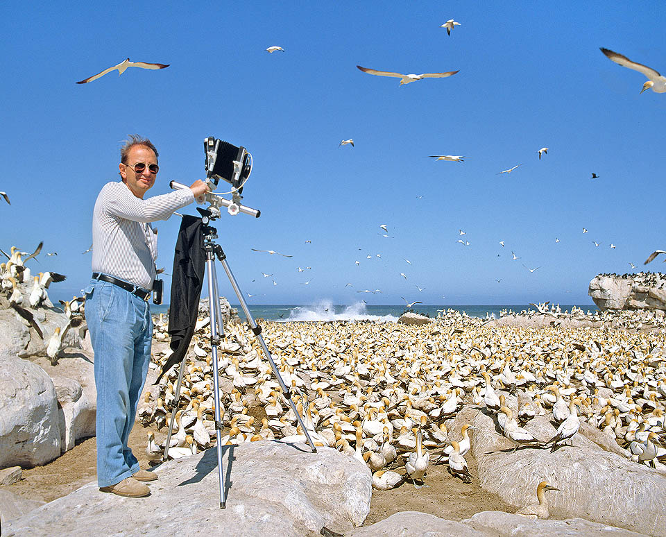 Gannets photos in South Africa. The 6x7 cm format, with optical bench, always satisfied me greatly, but had to be focused with a black coat on the head.