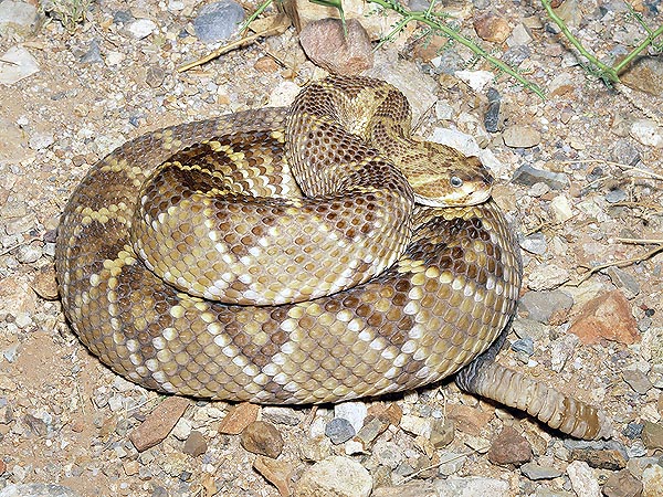 Some, despite its dangerousness, would even keep at home a Crotalus basiliscus © Giuseppe Mazza