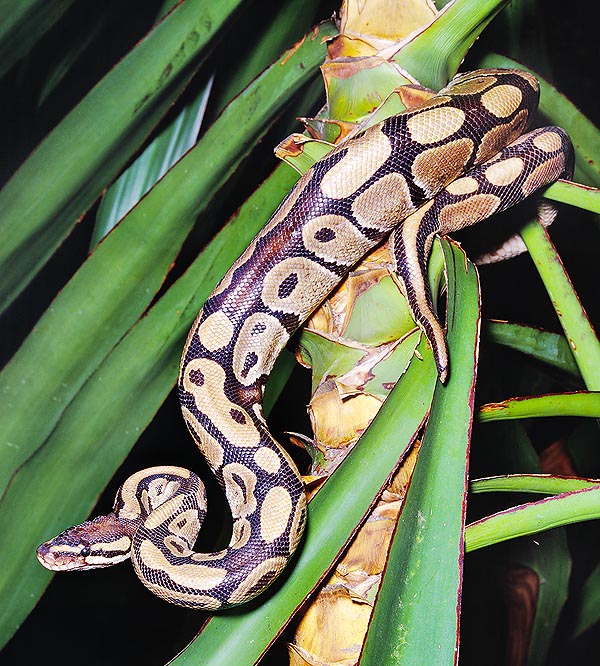 Minacciato, il Python regius s'arrotola su se stesso, col capo in mezzo, protetto dalle strette spire © Mazza