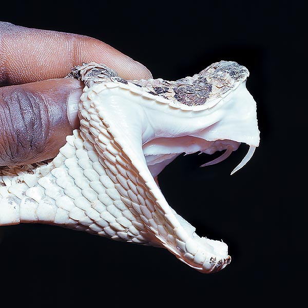 Questa temibile Bitis arietans, mosta denti enormi, ripiegabili, e cavi come l'ago di una siringa © G. Mazza