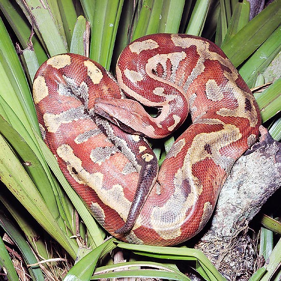 Squat, with a short tail, The Python curtus is not more than 2,75 m long © Giuseppe Mazza