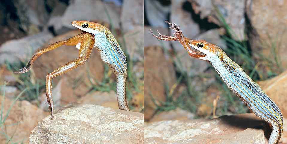 A Psammophis punctulatus trivirgatus eats the frog it has just seized. Most of the colubrids have all their teeth alike and are not venomous. But some of them have on the palate a special gland, the Duvernoy’s one, with a toxic secretion meant for their small preys. When the venom is more active and this is connected to bigger poste- rior teeth, with furrows or grooved drains for directing the venom, these animals are called opistoglyphous, and they may be dangerous for the man © Giuseppe Mazza