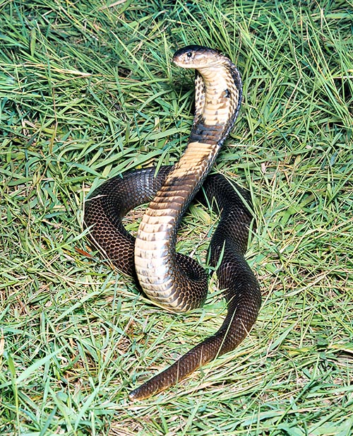 Un cobra indiano (Naja naja kaouthia) nella sua parata difensiva © Giuseppe Mazza