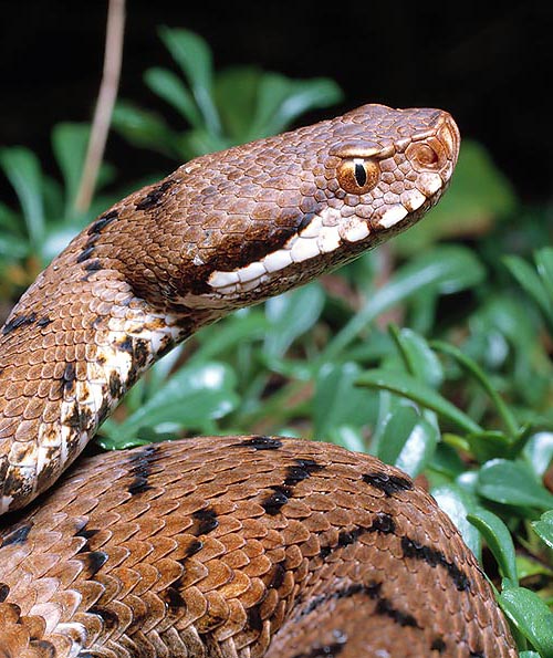 Vipera aspis. The brain of serpents is smooth, without convolutions © Giuseppe Mazza