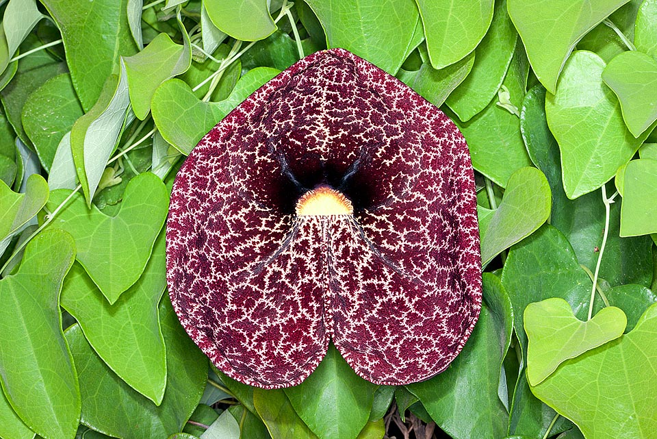 8 m climber, unscrupulous, Aristolochia littoralis imprisons the pollinators with its 90 cm trap flower and poisons with the leaves the tropical butterflies caterpillars that mistake it, where naturalized, for another species. All parts of the plant are used by local populations of Central-South America for various pathologies © Giuseppe Mazza