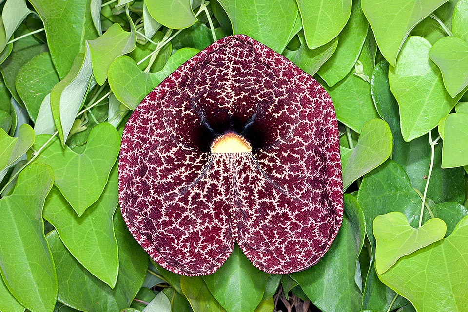 Trepadora de 8 m, sin escrúpulos, la Aristolochia littoralis aprisiona a los polinizadores con su flor trampa de 9 cm y envenena con sus hojas a las orugas de las mariposas tropicales que la confunden, donde se naturaliza, con otras especies. Todas las partes de la planta son usadas para diversas patologías © Giuseppe Mazza