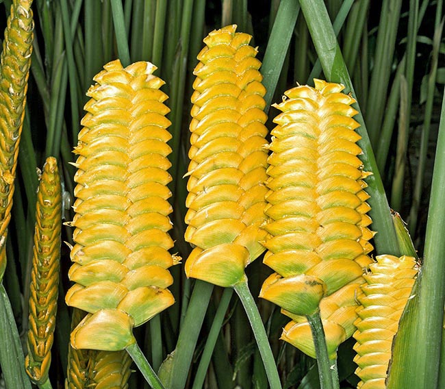 The Calathea crotalifera can also form, in the tropical countries, even 3 m tall tufts with 25 cm inflorescences and 16-40 greenish yellow bracts, strictly imbricate, disticous and almost horizontal. White, green, orange and also red horticultural forms exist nowadays. The tiny protruding yellowish flowers are pollinated by bees © Giuseppe Mazza