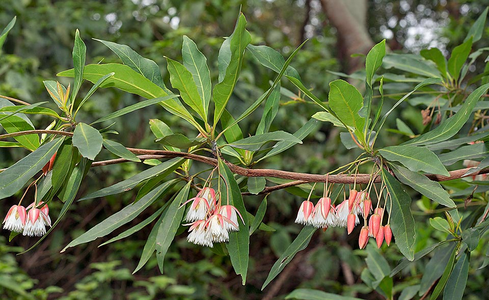 Elaeocarpus grandiflorus, Elaeocarpaceae, Ceylon olive, fairy petticoats, fringe bells, lily of the valley tree