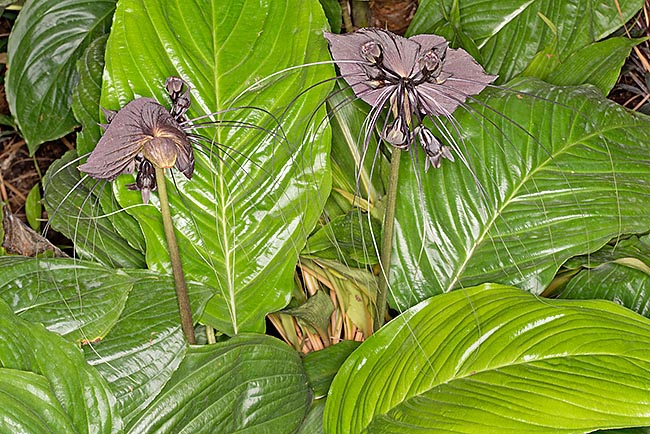 Rhizomatous, evergreen, can be 80 cm tall along the water ways in the South-East Asia humid forests rich of decayed organic material. Used in the Chinese traditional medicine for various pathologies © Giuseppe Mazza