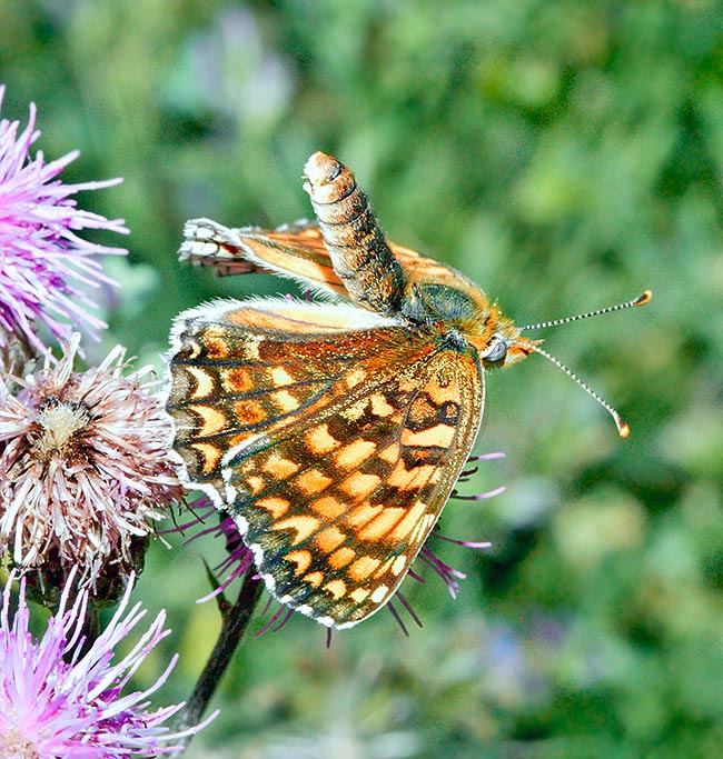 Melitaea cinxia