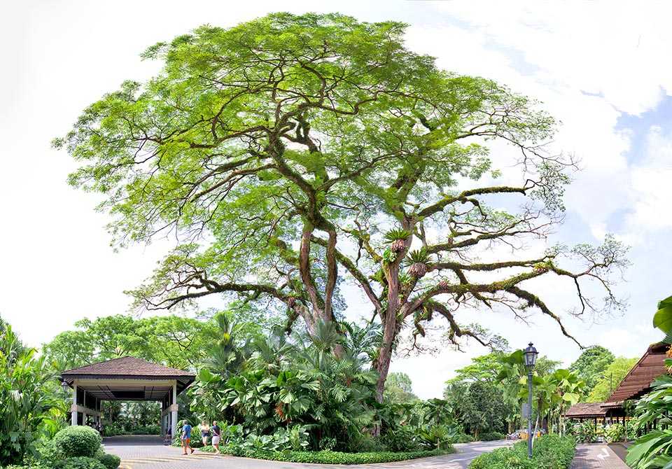 Albizia saman atteint 25 m de hauteur avec une ample couronne de grande valeur ornementale et paysagère. Voici le légendaire spécimen de "rain tree" à l'entrée principale du jardin botanique de Singapour, qui a donné son nom à la route d'accès. Le bois, précieux, est résistant à la pourriture et aux insectes xylophages © G. Mazza