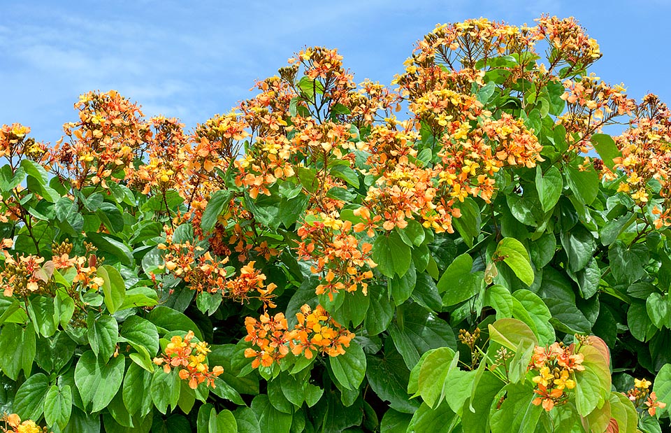 Originaire de la Malaisie et Sumatra, Bauhinia bidentata est une plante grimpante ligneuse qui peut atteindre 12 m, s’accrochant sur des supports avec de solides cirres © Giuseppe Mazza