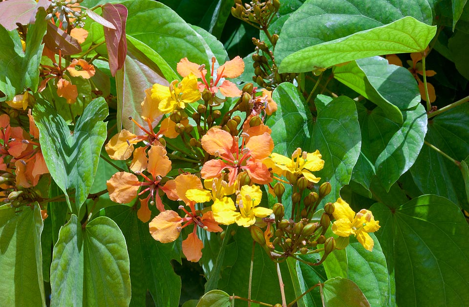 I petali delle ricche infiorescenze corimbose sfumano dal giallo-arancio al rosso-arancio. Foglie e le radici sono utilizzate nella medicina tradizionale per varie patologie © Giuseppe Mazza