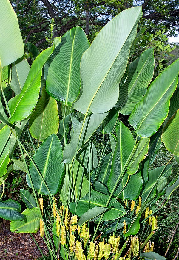 The Calathea crotalifera is native to Belize, Bolivia, Brazil, Colombia, Costa Rica, Ecuador, Guatemala, Honduras, Mexico, Nicaragua, Panama, Peru and Venezuela where it lives in the forests along water ways and at the edges of humid swampy zones, from the sea level up to about 1600 m of altitude © G. Mazza