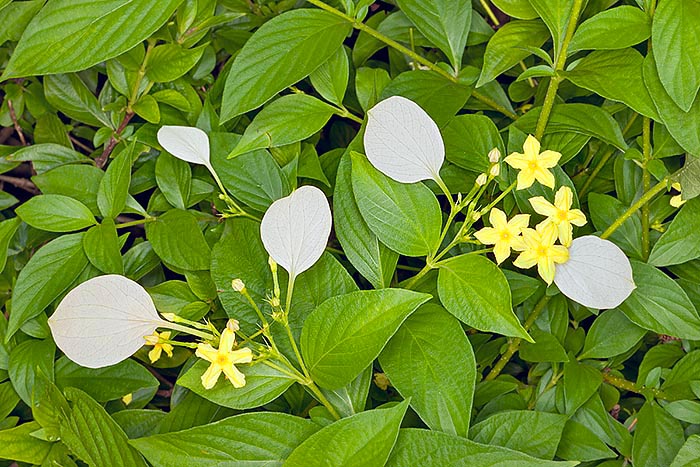 Mussaenda sanderiana is a 1,5-3 m shrub at home in Thailand and Vietnam forests © Giuseppe Mazza