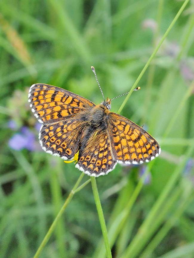 Common in most Europe but also in Asia and North Africa temperate zones, Melitaea cinxia is easy to identify due to its black small dots in the cells of the post-discal belt © Gianfranco Colombo