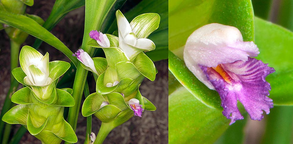Has 5-15 cm inflorescences with violaceous labellum small flowers emerging from the green imbricate bracts. The upper ones,white without flowers, form a tuft © Giuseppe Mazza