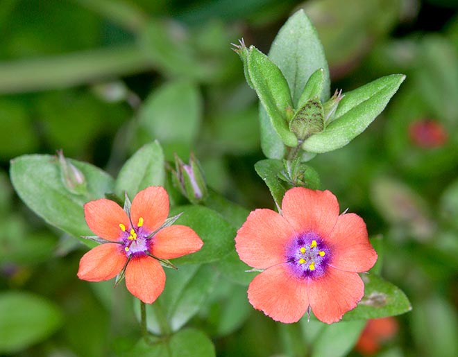 Red, pink or orange flowers reaching 6 mm and opening only in full sun. Poisonous seeds © Giuseppe Mazza