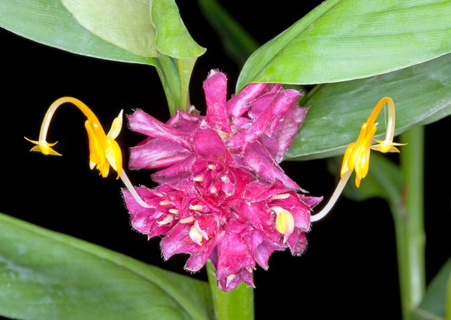 Globba globulifera, Zingiberaceae