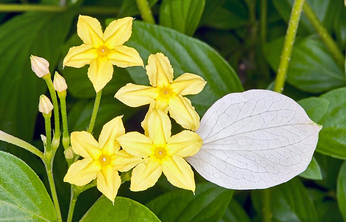 Les fleurs jaunes en étoile de 2-3 cm ont un lobe du calice étiré, blanc, de la taille d'une feuille © Giuseppe Mazza