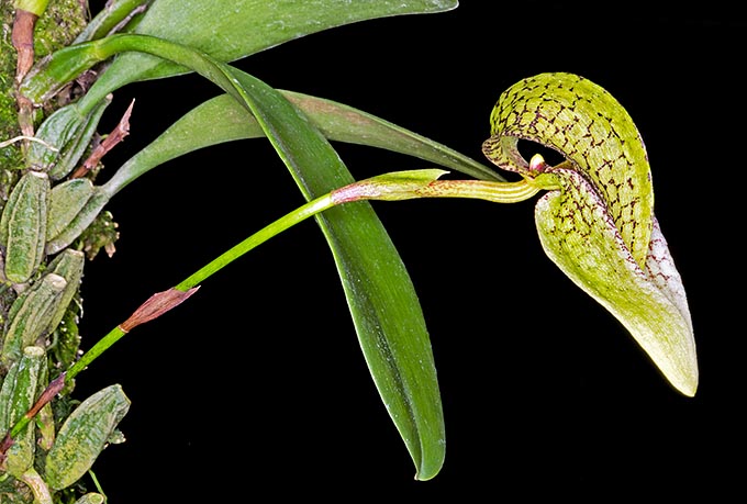 Bulbophyllum arfakianum est une épiphyte de Nouvelle Guinée à croissance lente © Giuseppe Mazza