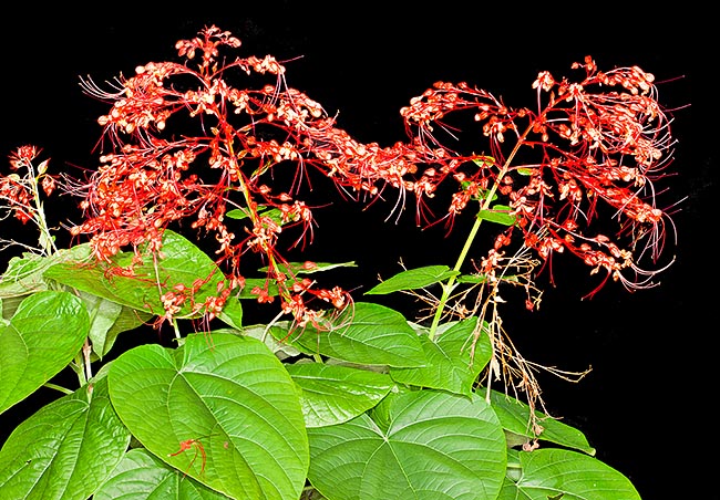 Clerodendrum japonicum, at home in thickets and along water ways banks of South-East Asia, can be 3 m tall. The leaves are edible and are used with the roots in the Chinese traditional medicine © Giuseppe Mazza