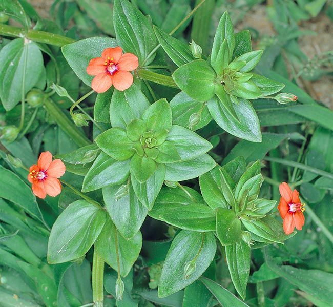 Anagallis arvensis, pimprenelle écarlate, muguet rouge, baromètre de Poorman, Primulaceae