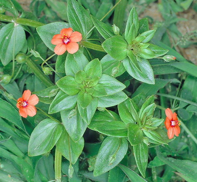 Anagallis arvensis is a small herbaceous now subcosmopolitan, frequent in orchards, cultivated fields, freshly worked soils, road edges and generally in anthropized places up to 1200 m of altitude © Giuseppe Mazza