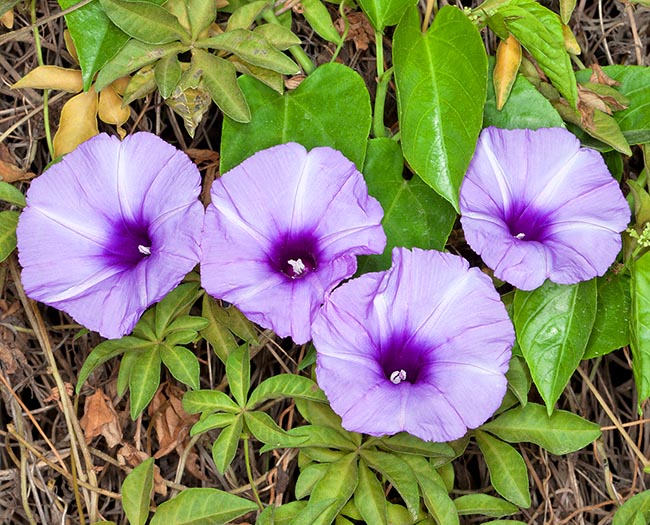 Ipomoea cairica is an African and Asian climber with even 5 m long, lignifying at the base, stems. Fast growth, copious blooming at the tropics and medicinal virtues. Edible starch is gotten from the roots © Giuseppe Mazza