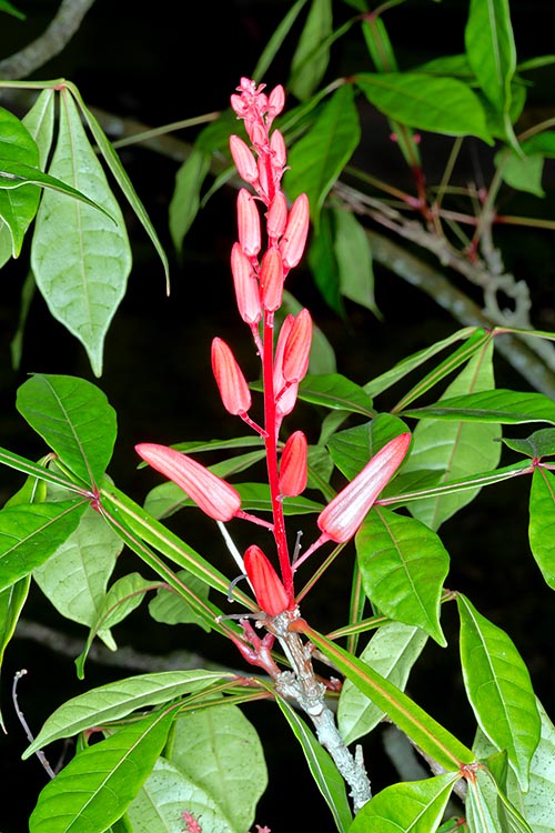 Quassia amara is a tropical evergreen reaching 2-6 m. Drinks flavouring with medicinal virtues, repellent and insecticide, eco-friendly © Giuseppe Mazza
