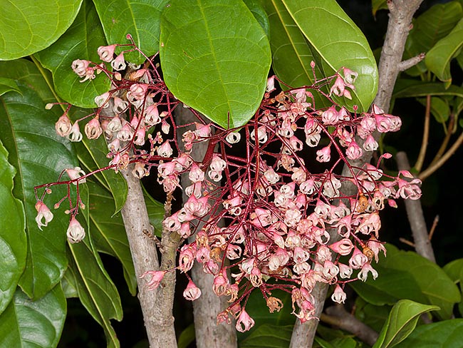 La Sterculia monosperma es un árbol tropical de 10-20 m con inflorescencias laxas de 30 cm © Giuseppe Mazza