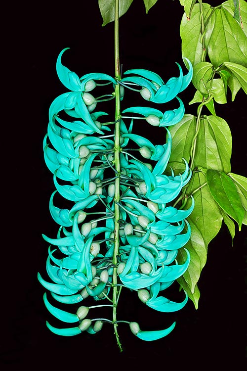 Strongylodon macrobotrys atteint 16 m de hauteur avec des tiges grimpantes ligneuses. Inflorescences spectaculaires pendantes vert jade de 1,5 m © Giuseppe Mazza