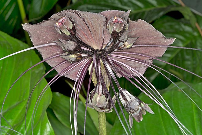 La inquietante inflorescencias de la Tacca chantrieri con 4 grandes brácteas involucrales y numerosas filiformes © Giuseppe Mazza