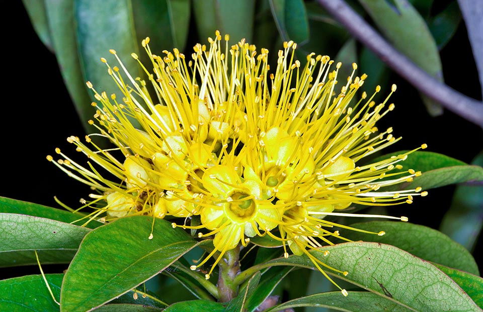 Inflorescencias doradas de 15 cm de diámetro, compactas y globosas, ricas en néctar, que atraen abejas y nectarínidos © Giuseppe Mazza