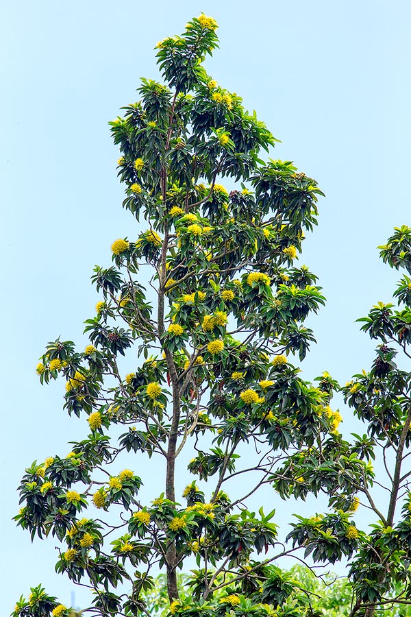 Lo Xanthostemon chrysanthus è un albero sempreverde australiano che raggiunge i 20 m d’altezza © Giuseppe Mazza