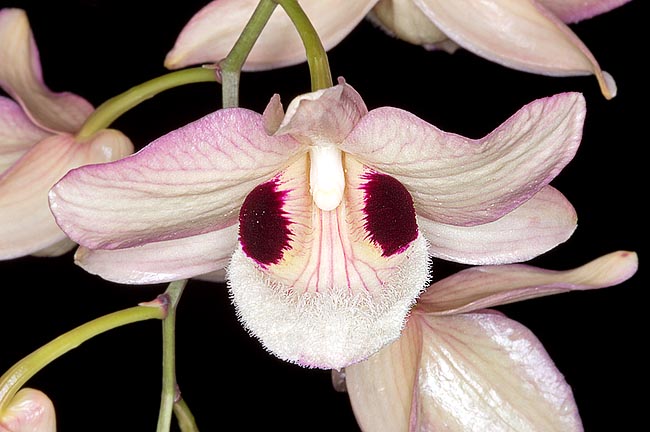 I fiori, delicatamente profumati, possono raggiungere i 10 cm di diametro e durano 10-15 giorni © Giuseppe Mazza