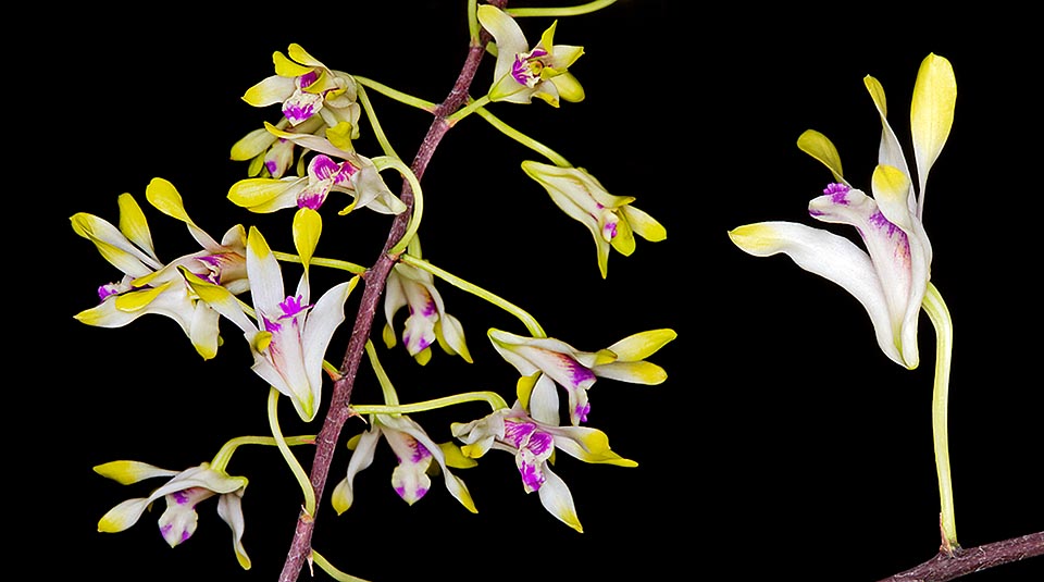 Es una epífita presente casi exclusivamente sobre plantas del género Melaleuca. Copiosa floración perfumada © Giuseppe Mazza