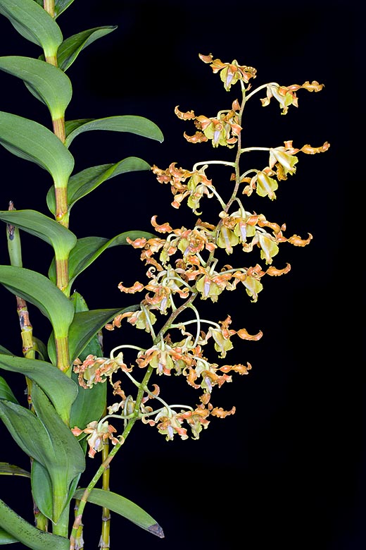 Especie epífita y litófita muy variable, por las dimensiones y el color de las flores, el Dendrobium discolor vive en  Queensland, Java, Molucas, Nueva Guinea y Sulawesi © Giuseppe Mazza