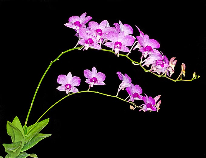 Espèce épiphyte, parfois lithophyte, Dendrobium striaenopsis est originaire des Petites Îles de la Sonde © G. Mazza