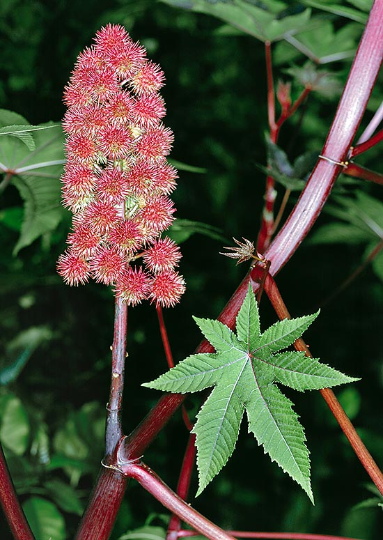 Forma ornamental de Ricinus communis con frutos y tallos rojos © Giuseppe Mazza