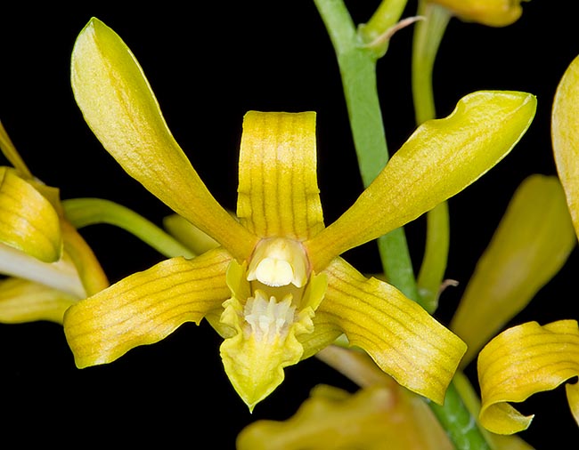 Las  flores, largas 5-6 cm, reunidas en inflorescencias racemosas erectas que superan los 50 cm, duran 6-9 semanas © Giuseppe Mazza