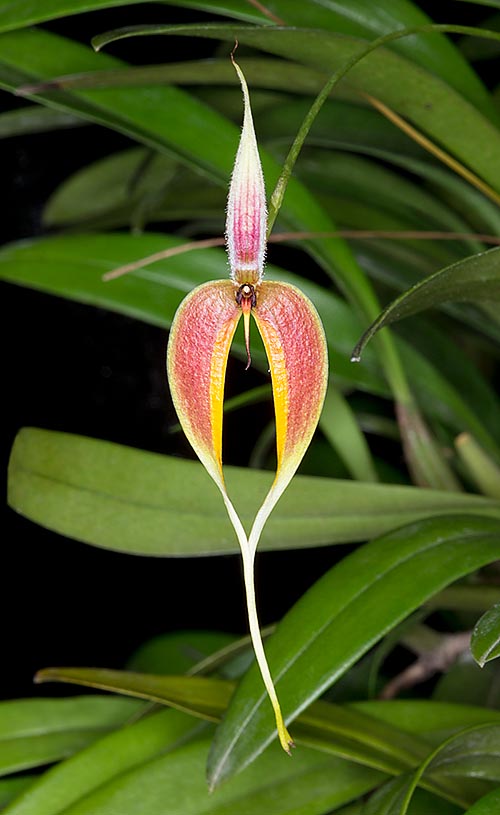 Bulbophyllum maxillare est une épiphyte d’Australie et du Sud Est asiatique © G. Mazza