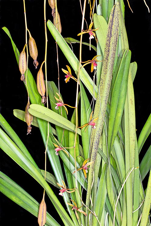 Cymbidium finlaysonianum est une épiphyte ou lithophyte, haute jusqu’à 90 cm © Giuseppe Mazza