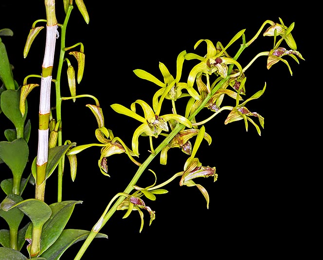El Dendrobium calophyllum es una epífita que tiene su hogar en Java, Molucas y Islas Menores de la Sonda © Giuseppe Mazza
